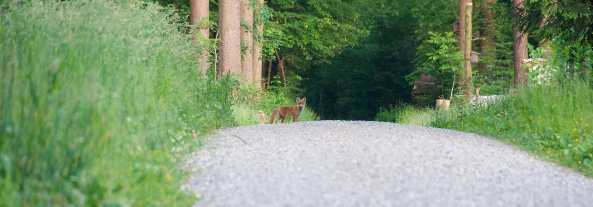 Infos zur Jagd